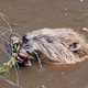 Illustration for article titled The Idaho Government Once Forced Beavers to Skydive With WWII Parachutes